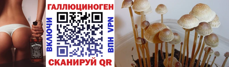 KRAKEN как войти Гусев Псилоцибиновые грибы мухоморы закладка